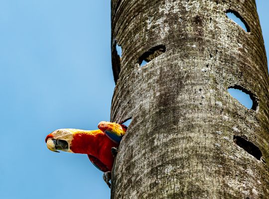 Scarlet Macaw.  /  Hellroter Ara.                                        DSC_0371