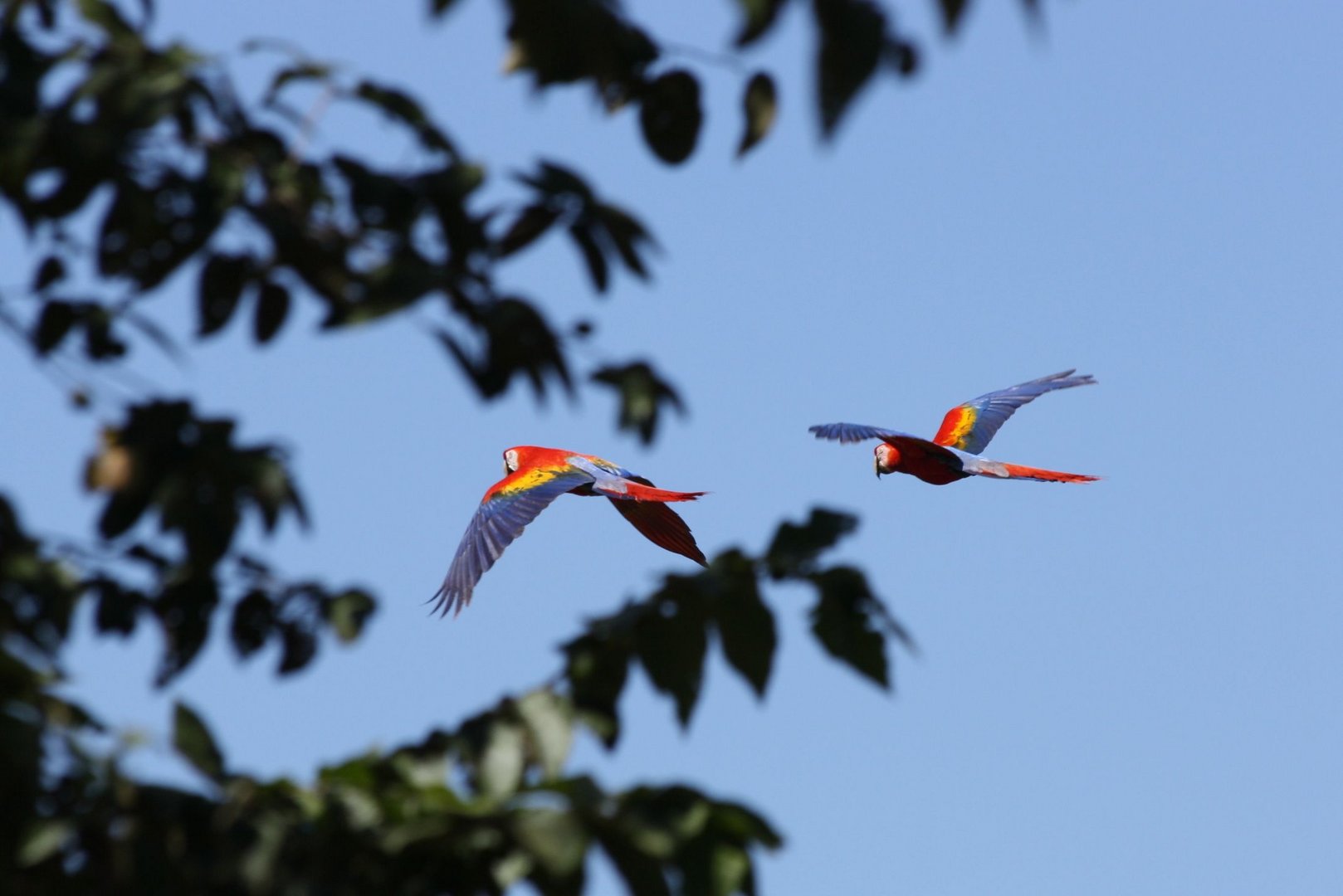 Scarlet Macaw in flight