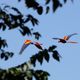 Scarlet Macaw in flight