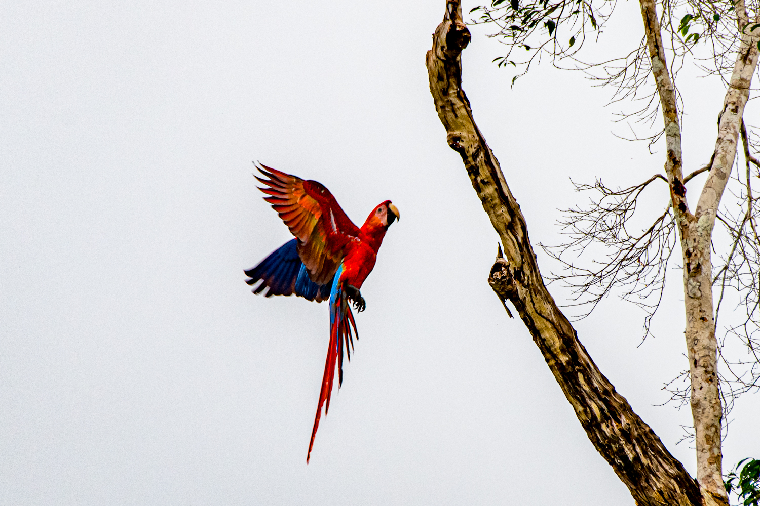 Scarlet Macaw Tambopata Peru