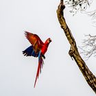 Scarlet Macaw Tambopata Peru