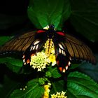 Scarlet Mormon