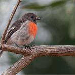 Scarlet Robin