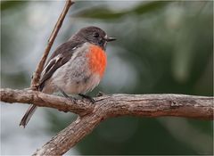 Scarlet Robin