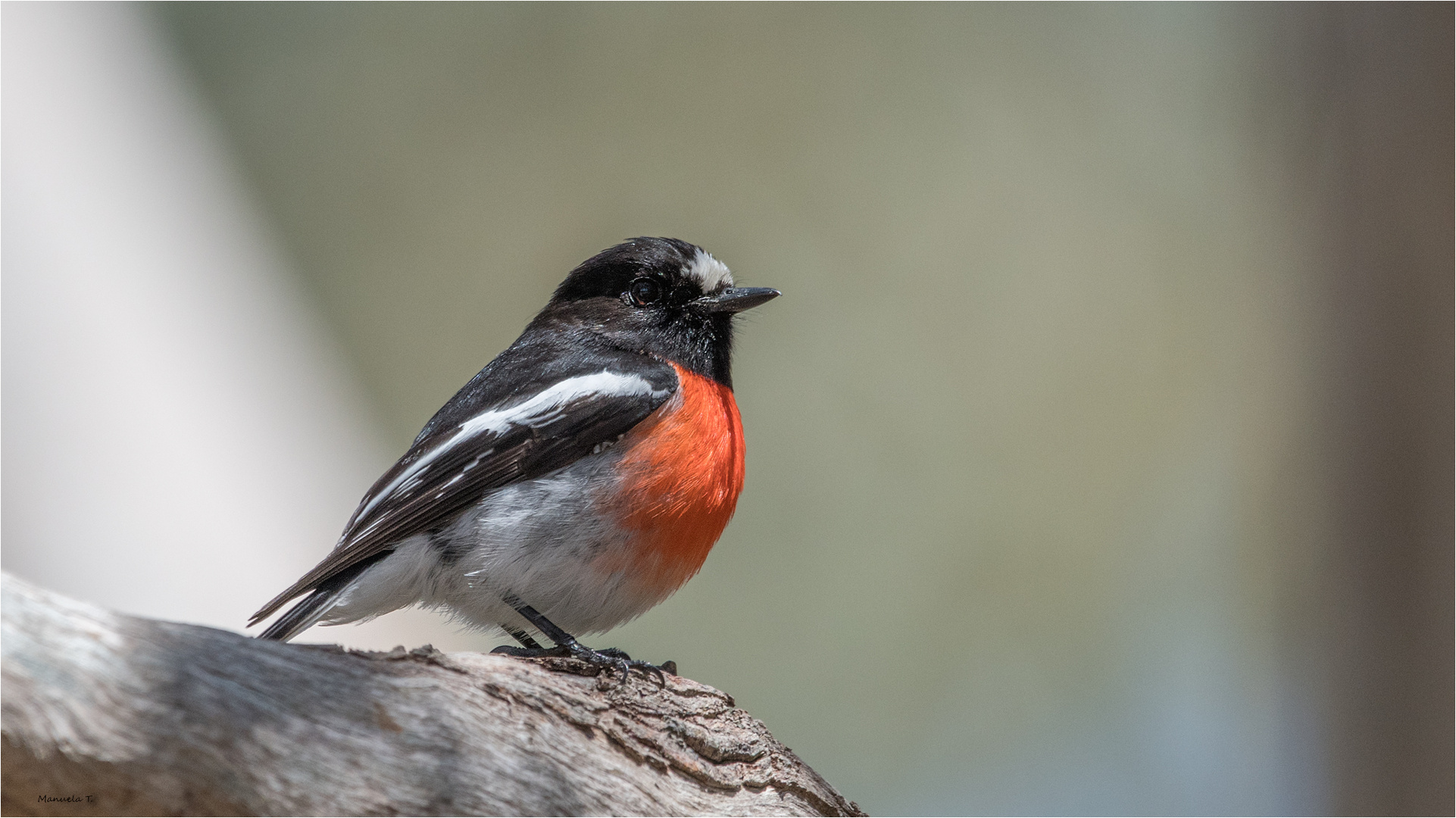 Scarlet Robin