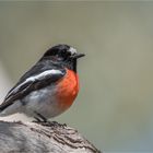 Scarlet Robin