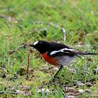 Scarlet Robin ...