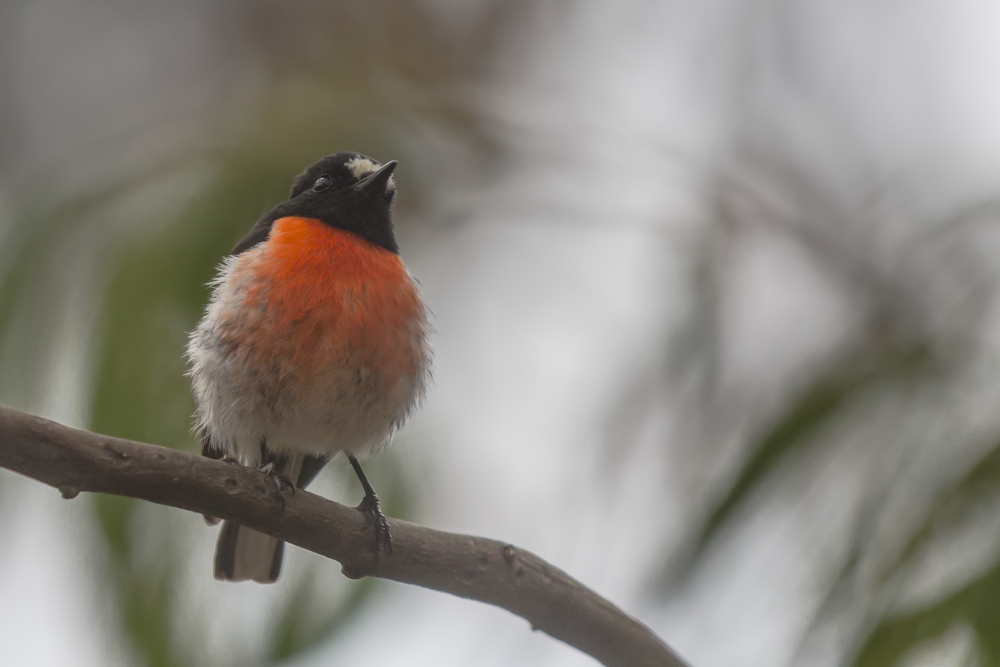 Scarlet Robin Porträt