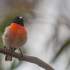 Scarlet Robin Porträt