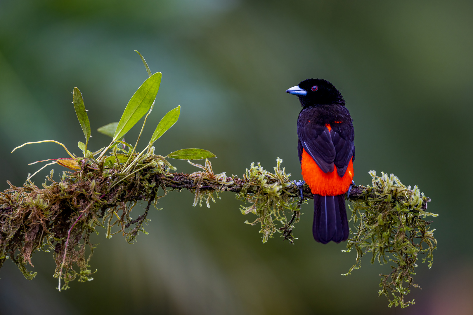 Scarlet-rumped Tanager (Passerinitangare)