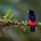 Scarlet-rumped Tanager (Passerinitangare)