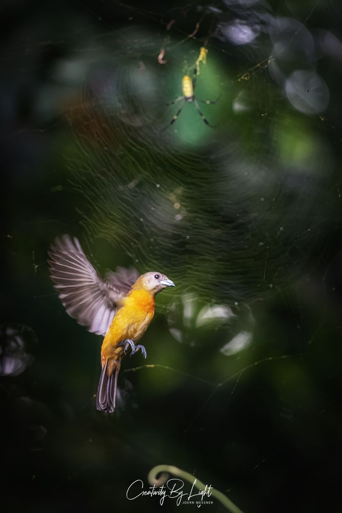 Scarlet Rumpled Tanager