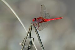 Scarlet Skimmer oder Crimson Darter (Crocothemis servilia)