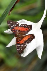 Scarlet Tagpfauenauge männlich (Anartia amathea)