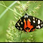 Scarlet tiger moth (Callimorpha dominula)