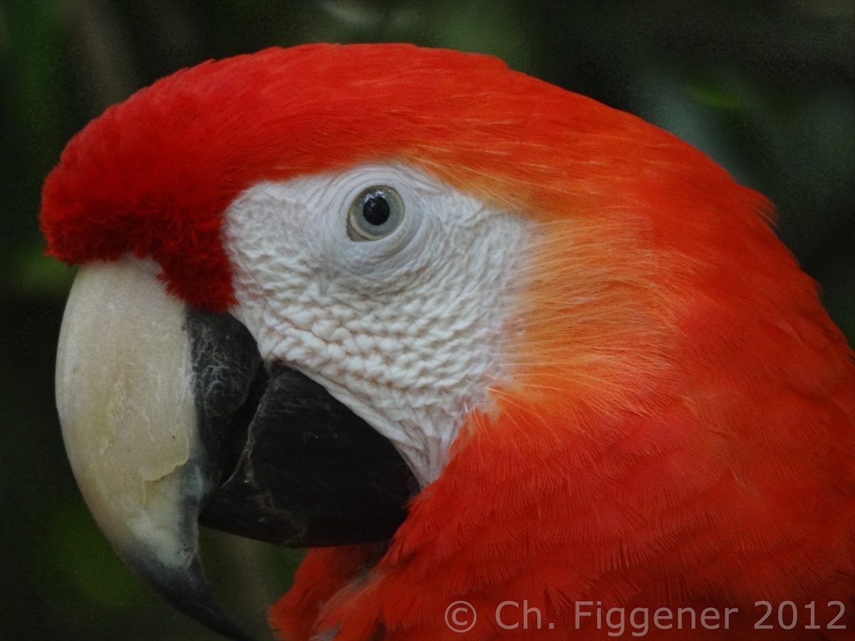 Scarlett Macaw