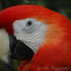 Scarlett Macaw