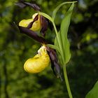 Scarpetta di Venere (Cypripedium calceolus)