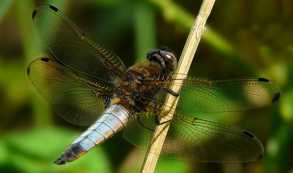 Scarse Chaser (male)