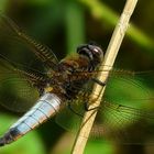 Scarse Chaser (male)