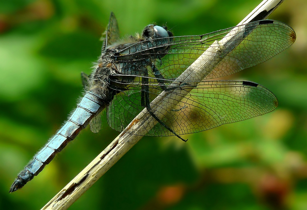 Scarse Chaser (male)