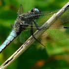 Scarse Chaser (male)