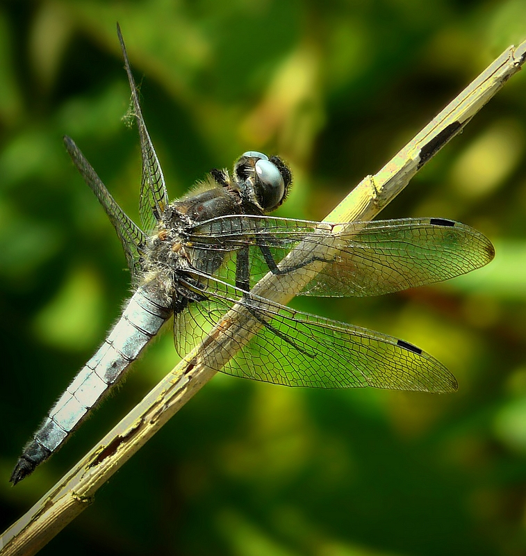 Scarse Chaser (male)