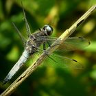 Scarse Chaser (male)