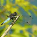 Scarse Chaser (male)