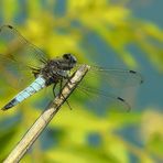 Scarse Chaser (male)