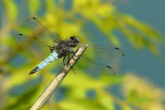 Scarse Chaser (male)