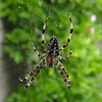 Scary beautiful Kreuzspinne