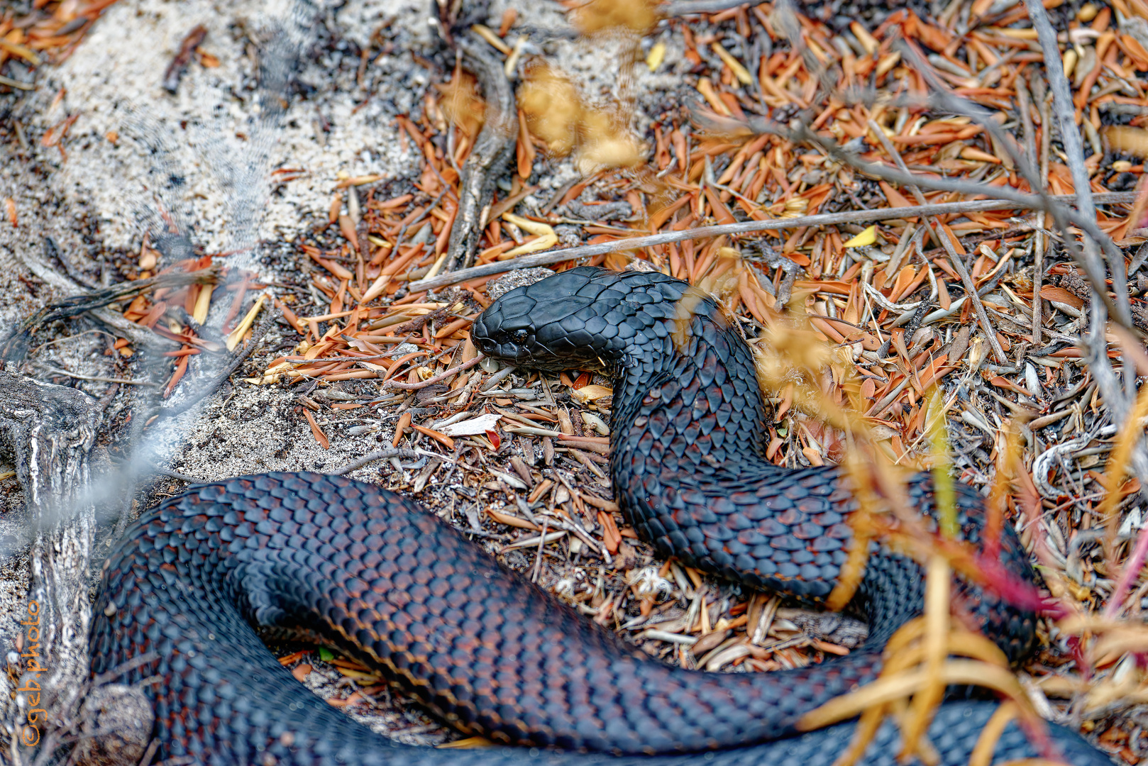 Scary - Black Tiger Snake am Wegesrand