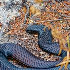 Scary - Black Tiger Snake am Wegesrand