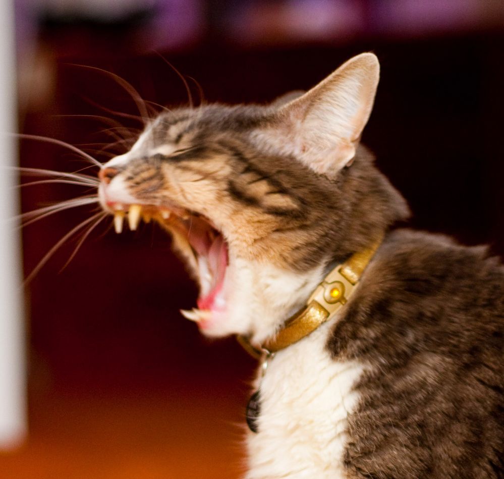 scary cat photo & image | animals, cats, pets & farm animals images at