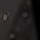 scary spider