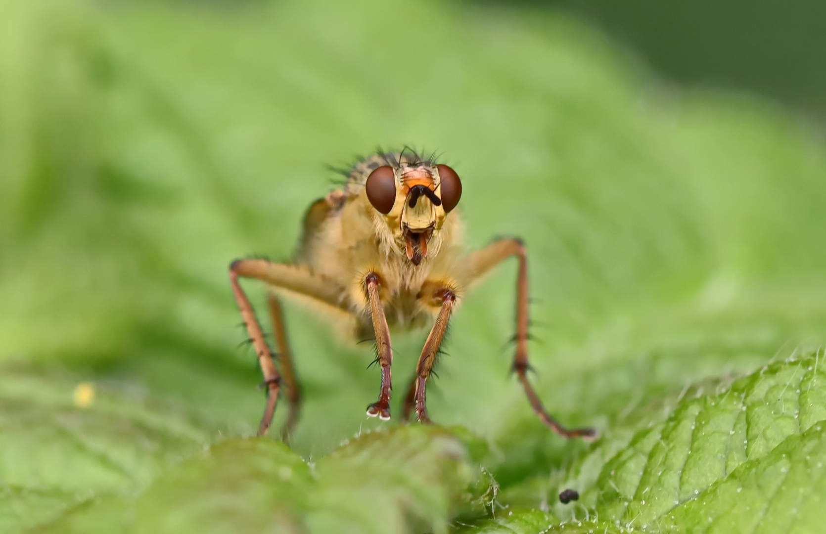 Scathophaga stercoraria