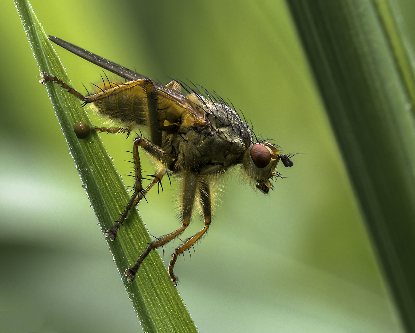 Scathophaga stercoraria