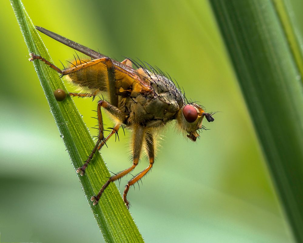 Scathophaga stercoraria