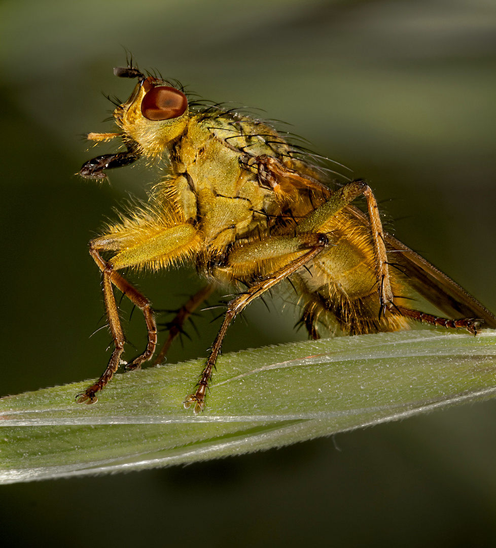 Scathophaga stercoraria