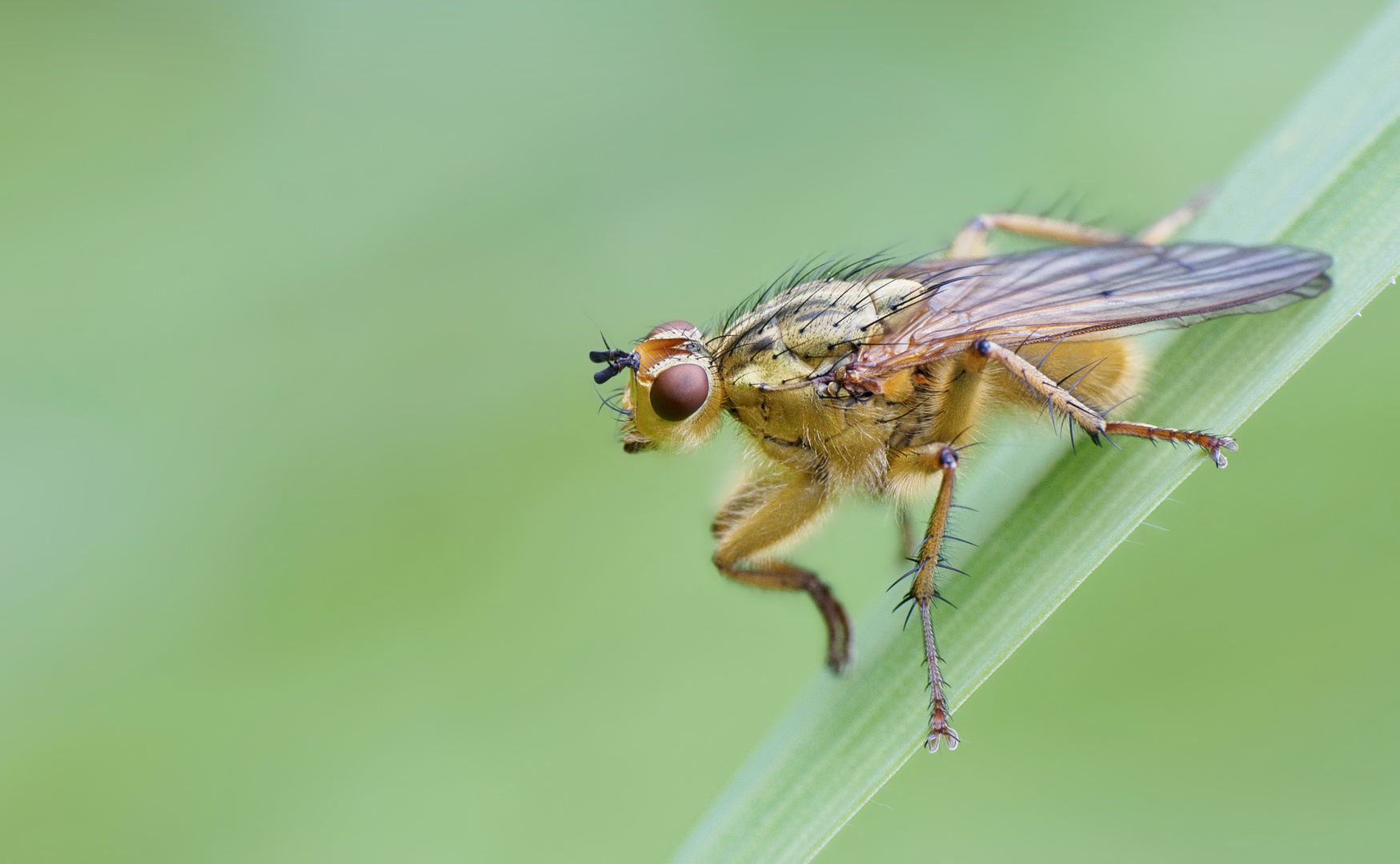 Scathophaga stercoraria...