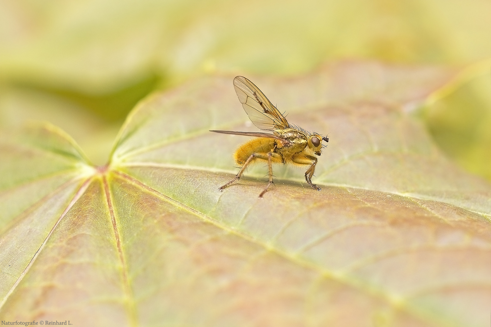  Scathophaga stercoraria 