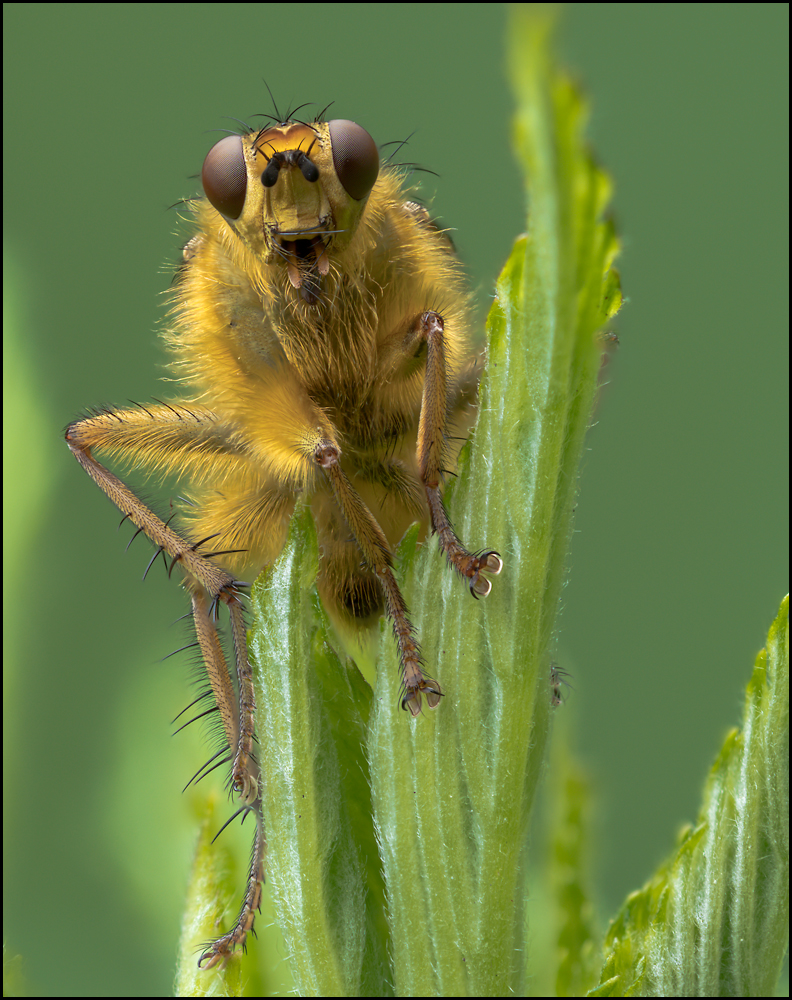 Scathophagidae - Dungfliege