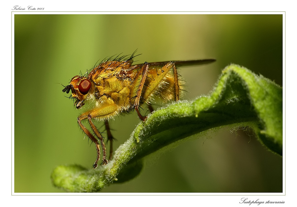 Scatophaga stercoraria