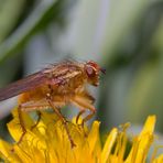 Scatophaga stercoraria