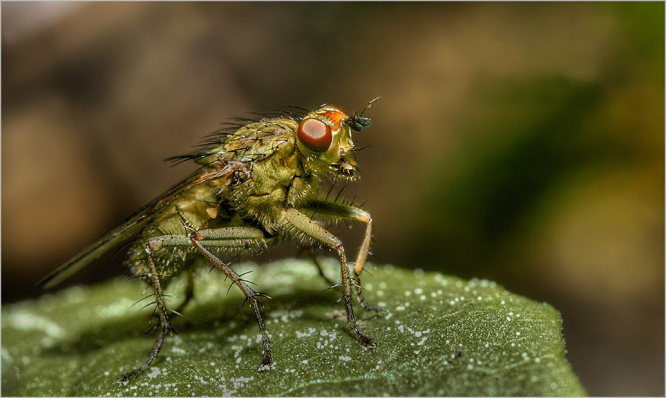 Scatophaga stercoraria