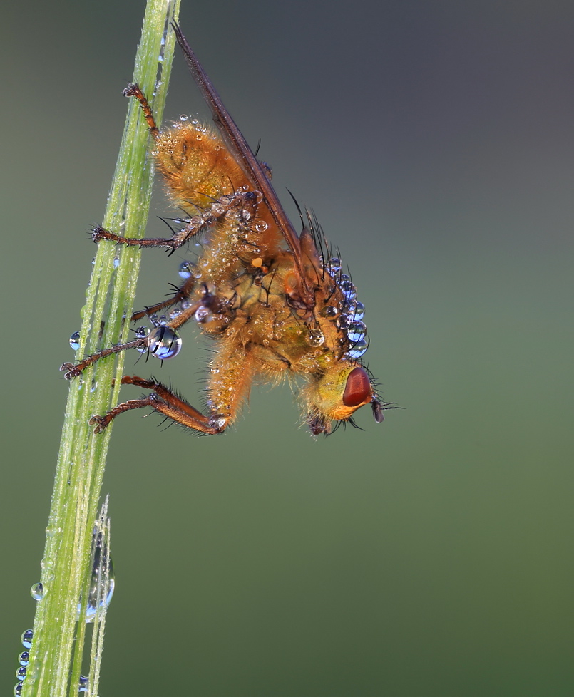 Scatophaga stercoraria….duodecimus