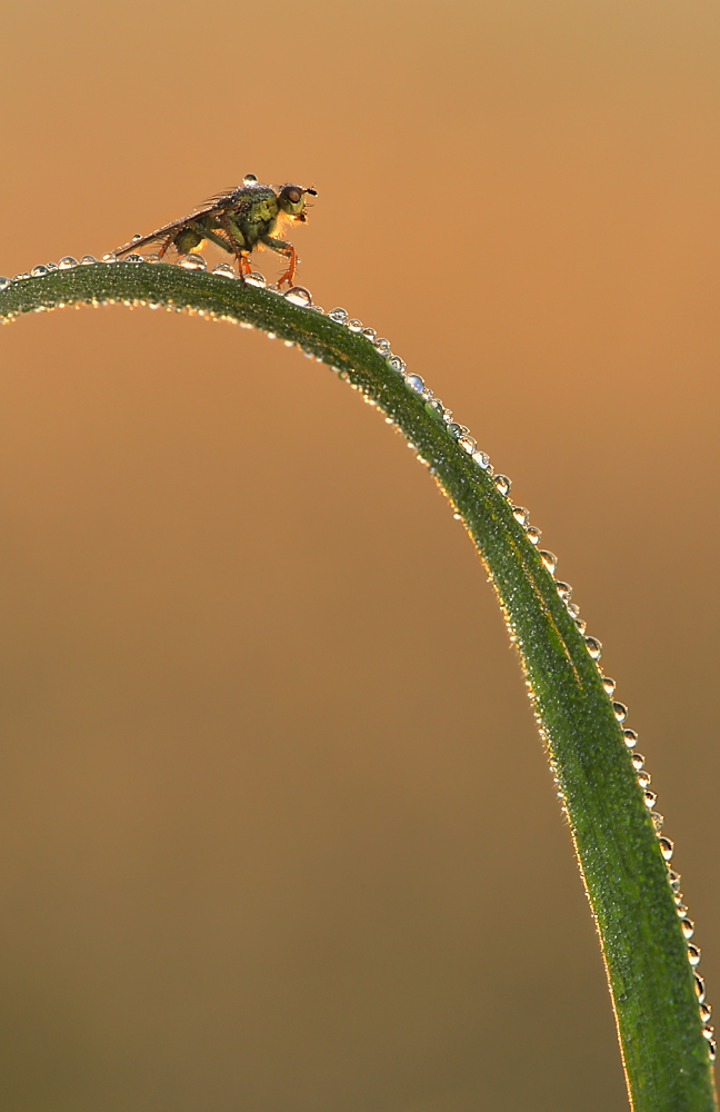 Scatophaga stercoraria…tertius decimus