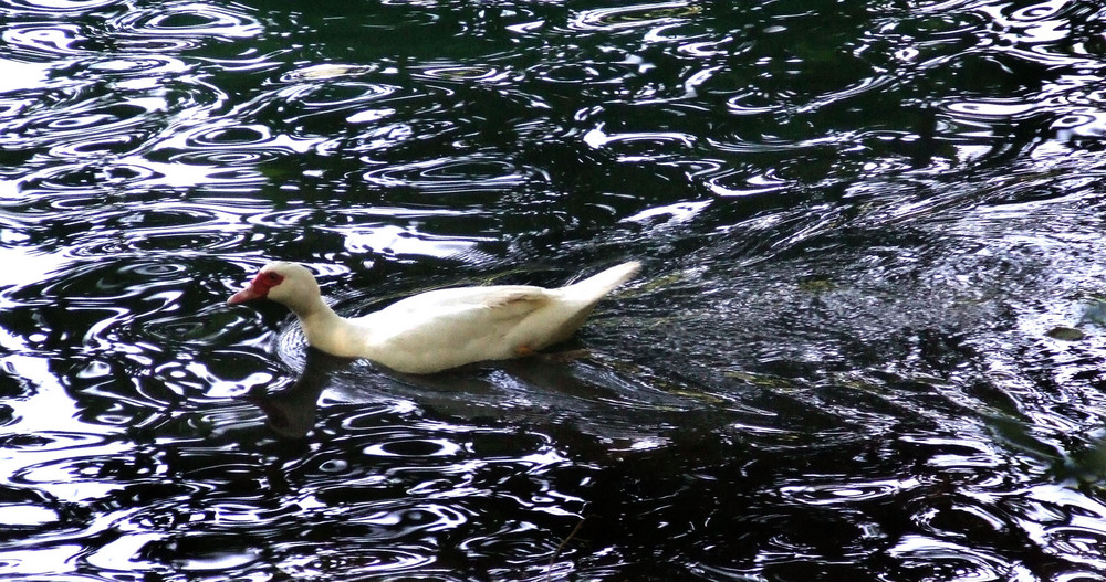 scattata ai laghi di Monticchio