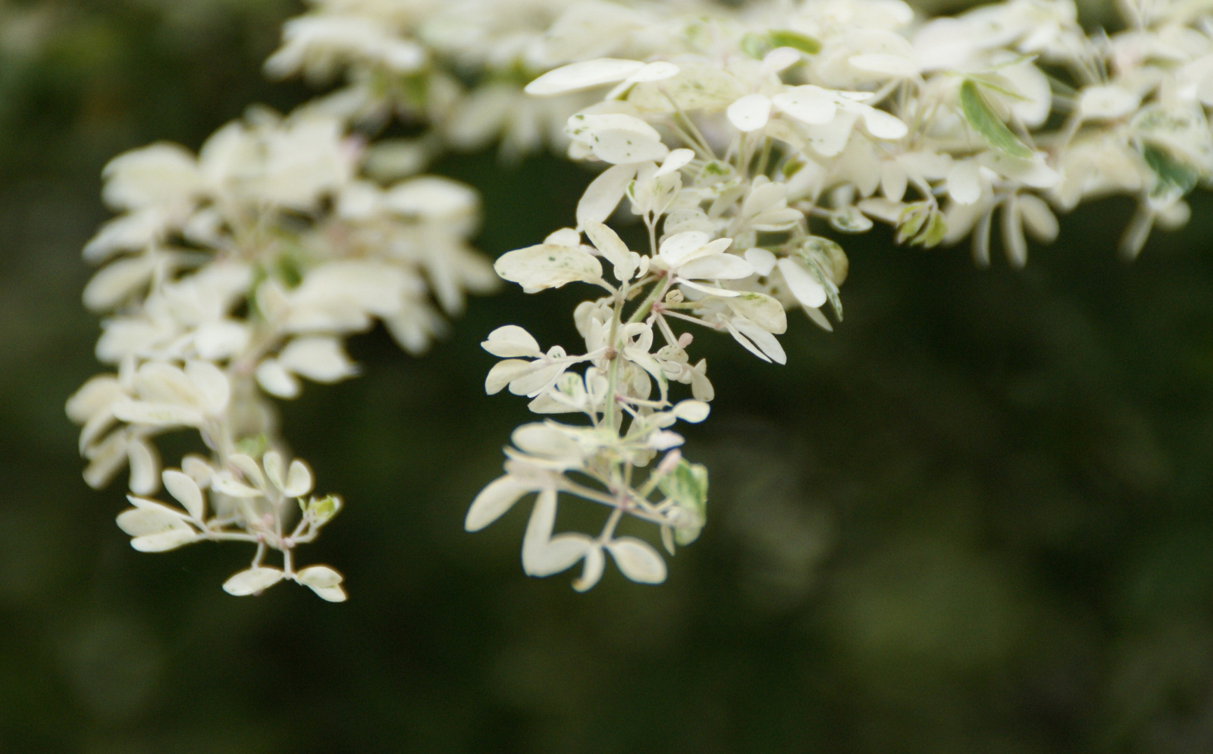 scattered white